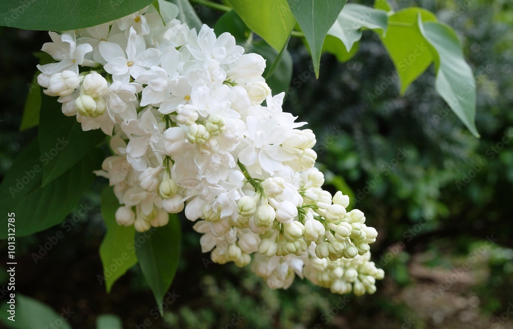 Fragrant white lilac flowers Fragrant white lilac flowers