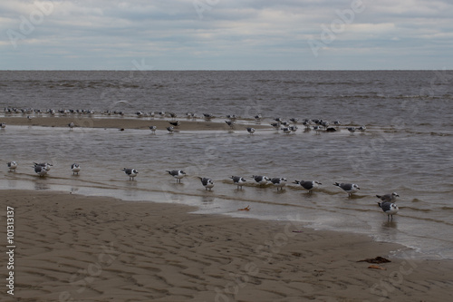 Flock of seagulls huddled against the cold incoming storm on the Mississippi Gulf Coast © claire