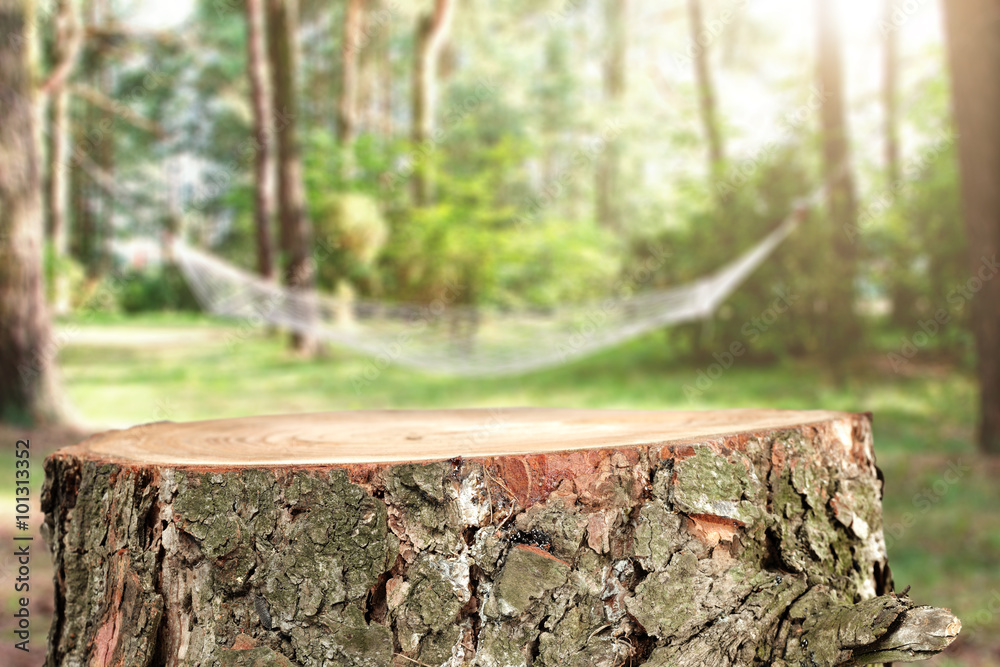 Fototapeta premium tree 