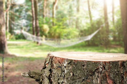 Wallpaper Mural tree  Torontodigital.ca