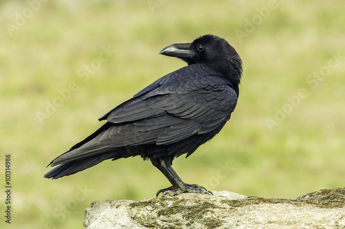 raven (corvus corax)