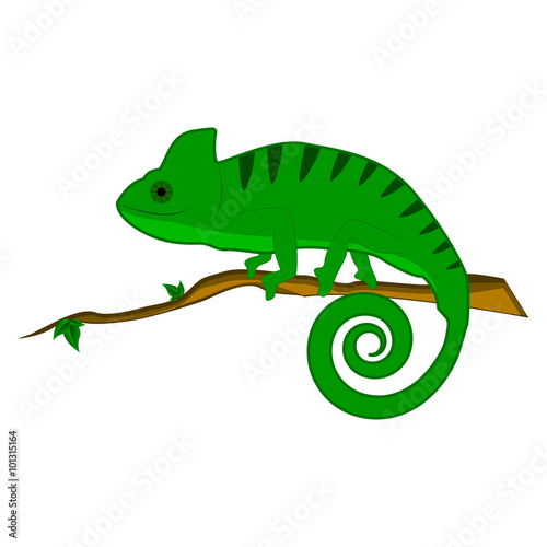 Chameleon on the branch vector illustration