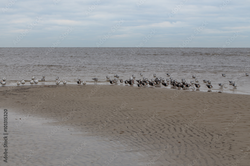 Flock of seagulls and terns, standing on the water's edge, waiting on a storm Flock of seagulls and terns, standing on the water's edge, waiting on a storm