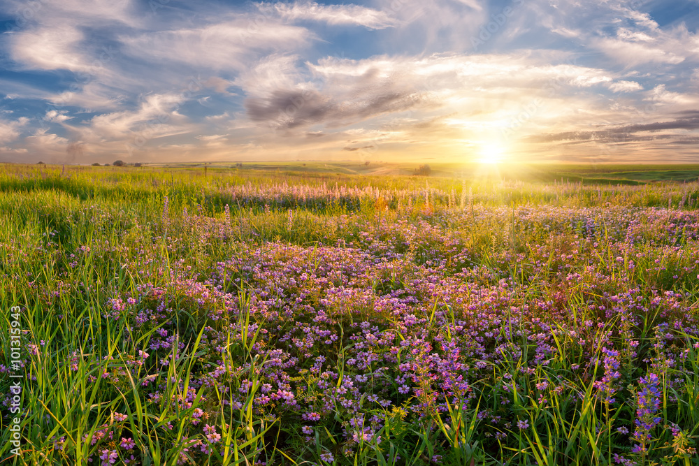 Flower meadow on sunrise Flower meadow on sunrise