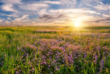 Flower meadow on sunrise