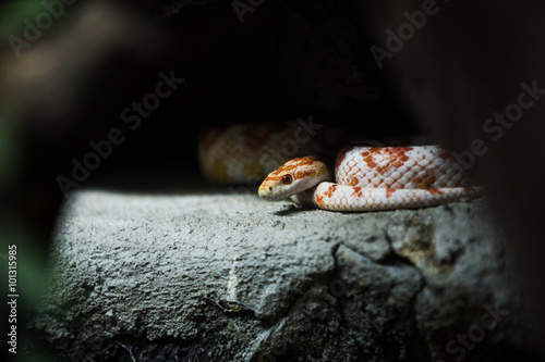 corn snake on a rock.