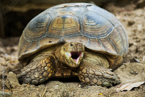 Elongated Tortoise - Indotestudo elongata © subinpumsom