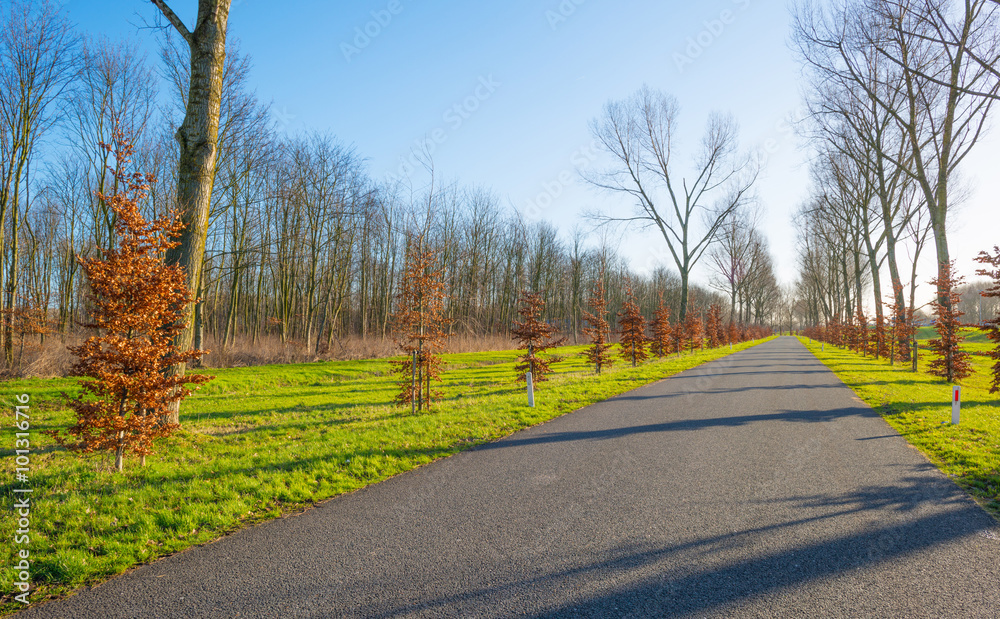 Fototapeta premium Landscape along a sunny road in winter