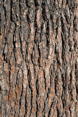 particolare della trama corteccia di legno di pino con trama