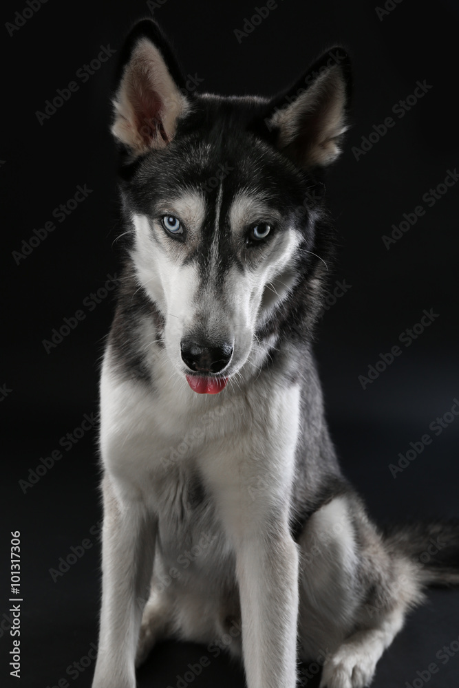 Obraz premium Young Husky sitting on dark background