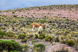 vicuna in the highlands