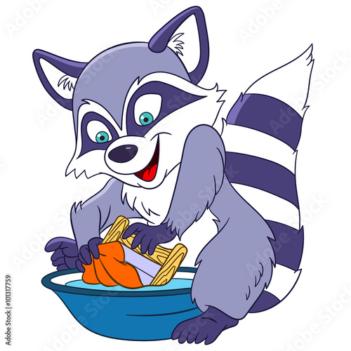 cute funny and lovely hard-working cartoon raccoon is washing dirty clothes with the help of washing powder and washboard, isolated on a white background