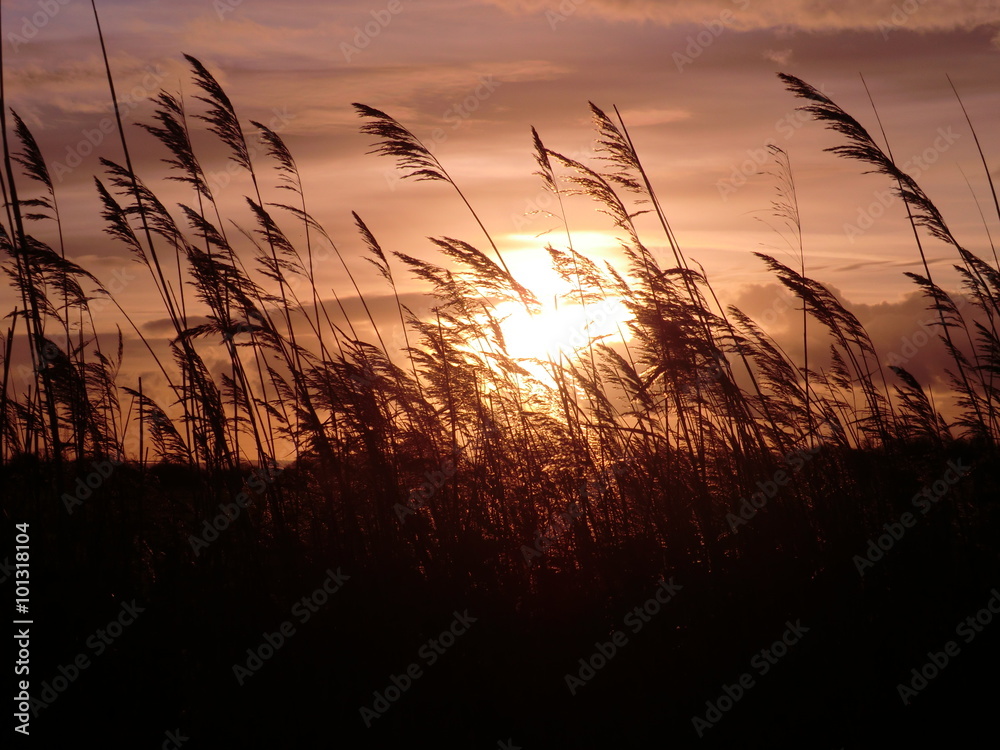 Obraz premium Sunset in the reeds