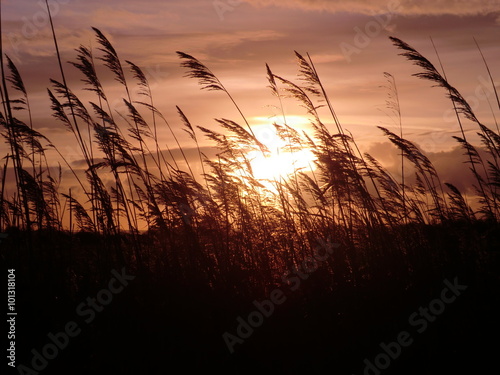 Sunset in the reeds
