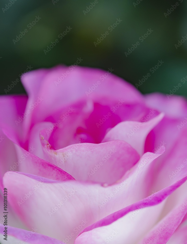 Soft Focus of Pink Rose for Background Soft Focus of Pink Rose for Background