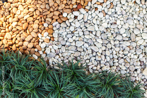 Landscaping combinations of plant and grass