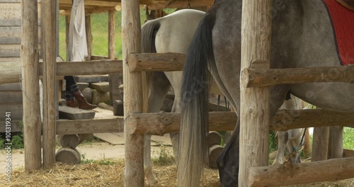 White and Gray Horses' Backsides in the Stable, Swaying Tails photo