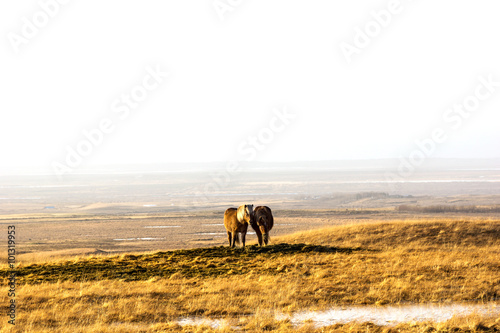 Pair of icelandic horses in beautiful landscape.