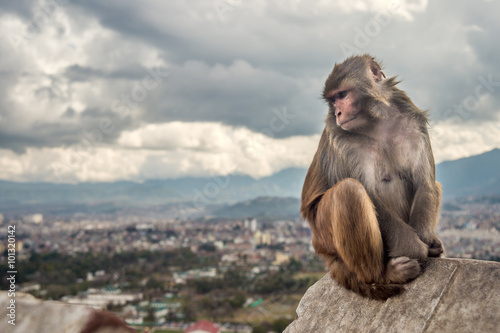 Rhesus Monkey sitting © mbruxelle