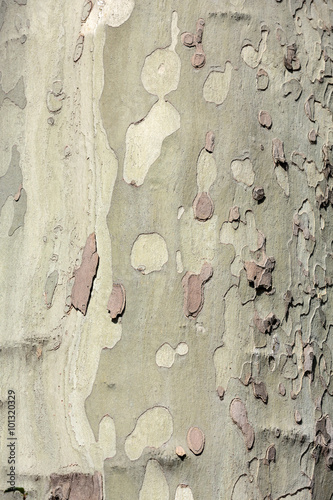 bark of platan tree photo