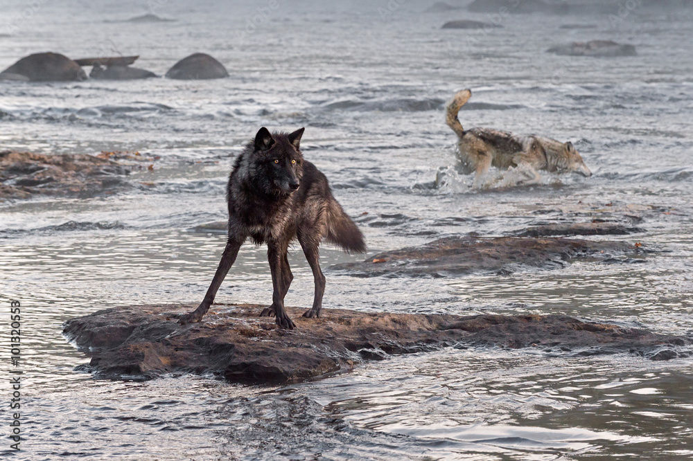 Grey Wolf (Canis lupus) Watches While Another Splashes Behind Grey Wolf (Canis lupus) Watches While Another Splashes Behind