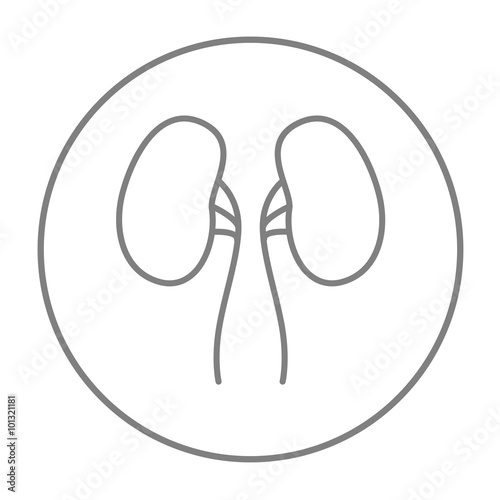 Kidney line icon.