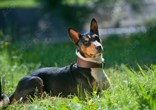 Basenji laying in a grass