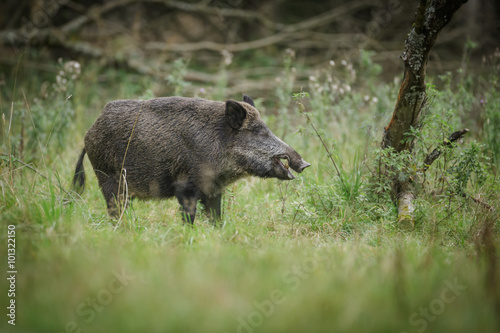 Wild boar raiding German orchard