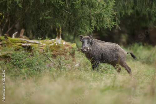 Male boar in ancient forest