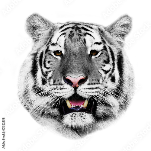 white tiger isolated on white background.