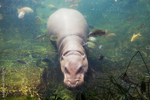 hippopotamus  Hippopotamus amphibius  Southafrica