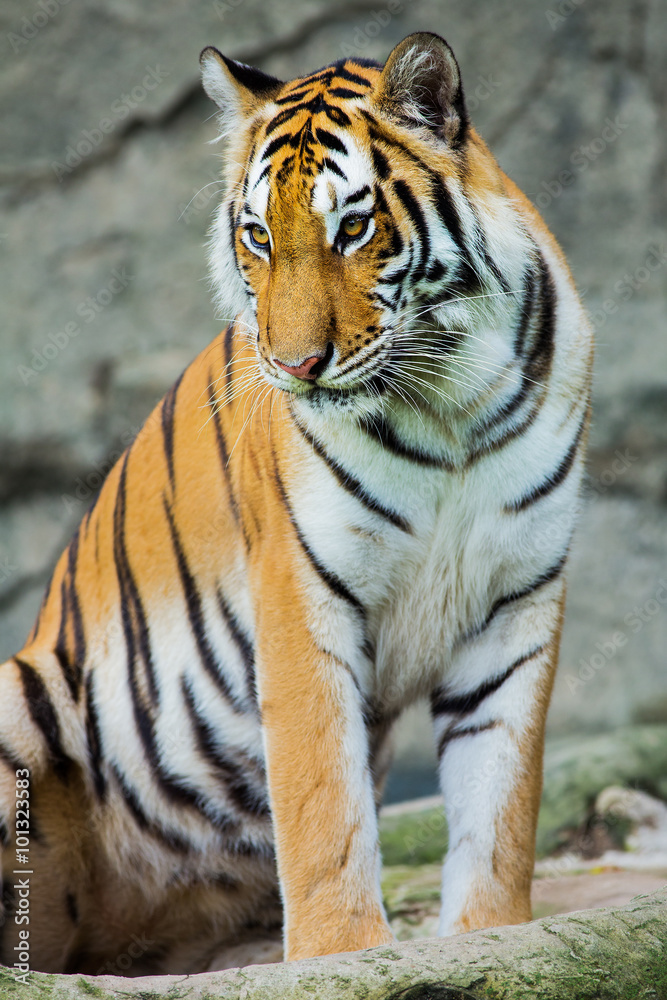tiger tiger