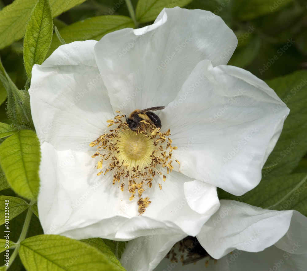 Strauchrose, Blanc double de Coubert Strauchrose, Blanc double de Coubert