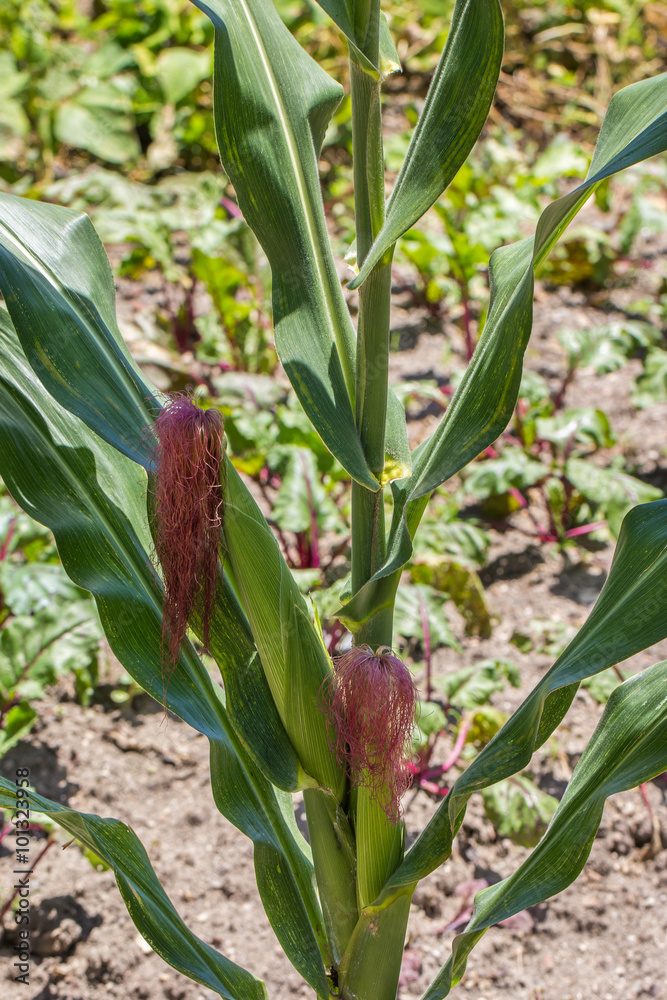 Fototapeta premium Pé de milho.