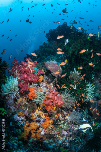 Fototapeta Naklejka Na Ścianę i Meble -  Vibrant Coral Reef in Indonesia