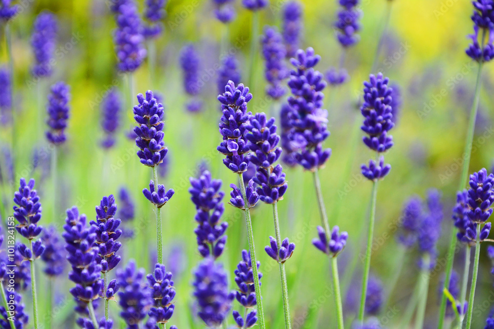 Naklejka premium lawenda wąskolistna - lavender, lavandula angustifolia