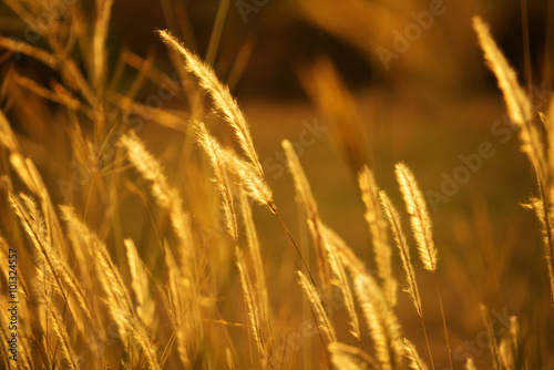 Golden poaceae set   darker version