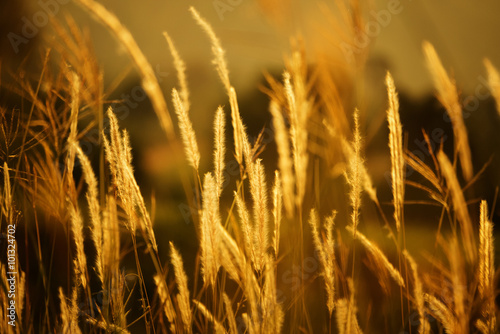 Golden poaceae set , darker version