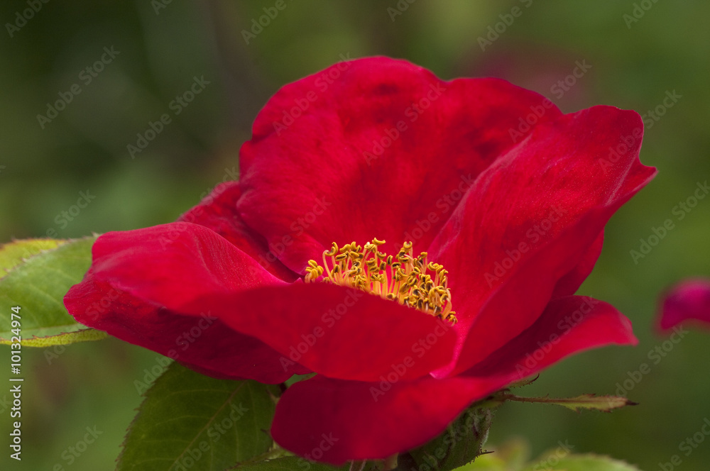 Strauchrose, Scharlachglut Strauchrose, Scharlachglut