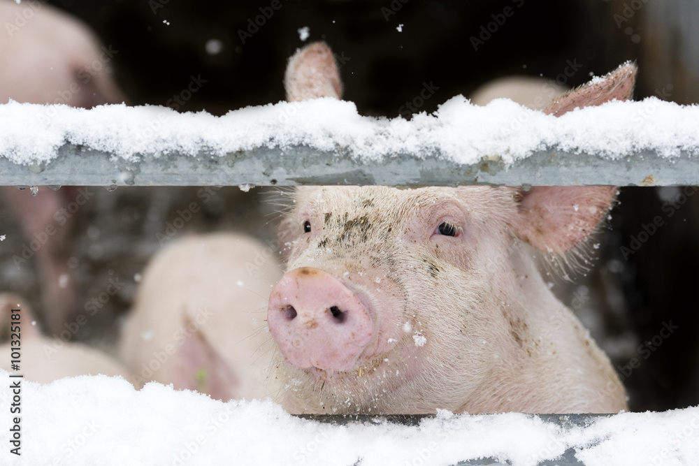 Photos Schweine im Winter