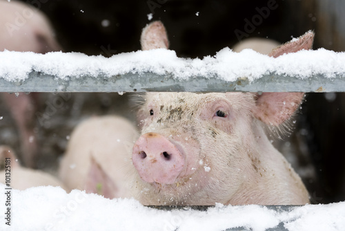 Schweine im Winter