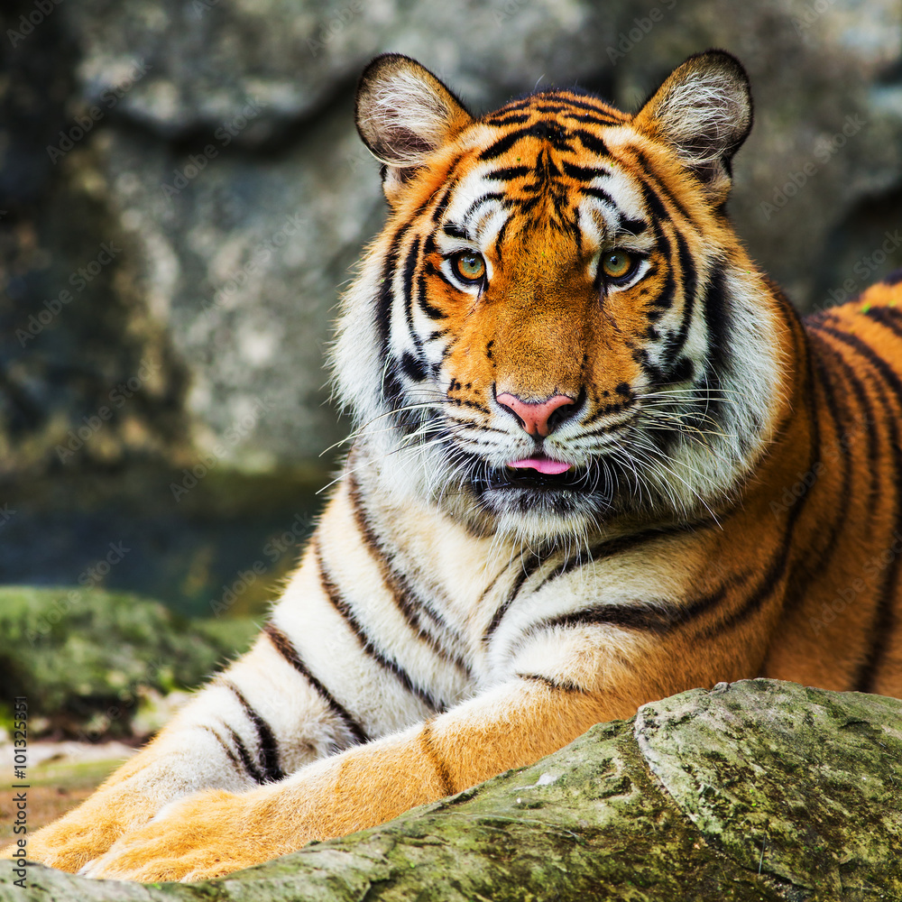 Fototapeta premium tiger