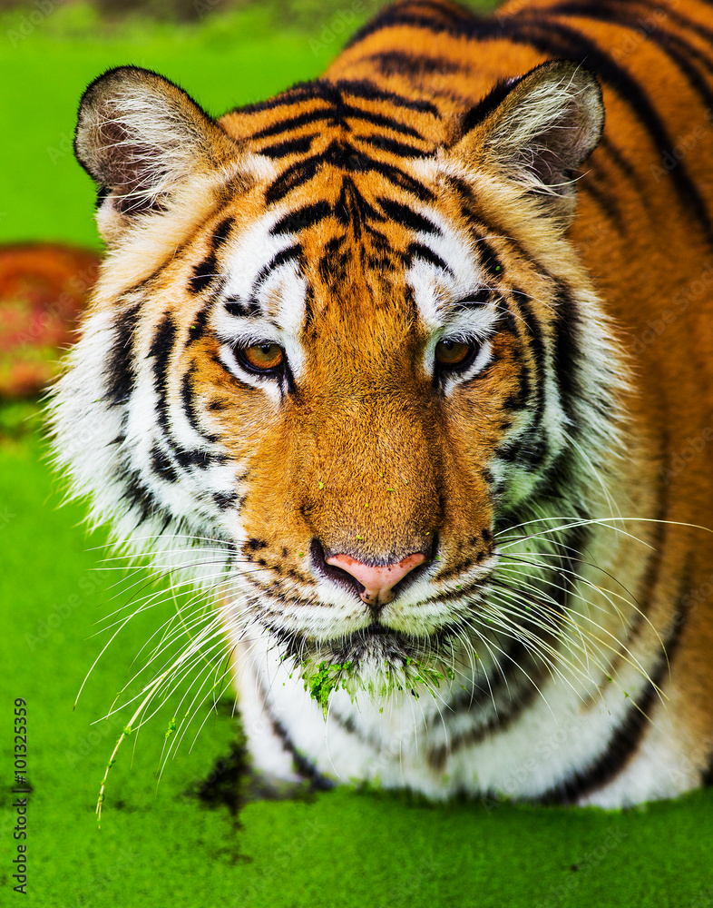 Obraz premium tiger