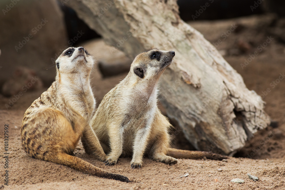 Fototapeta premium Meerkat