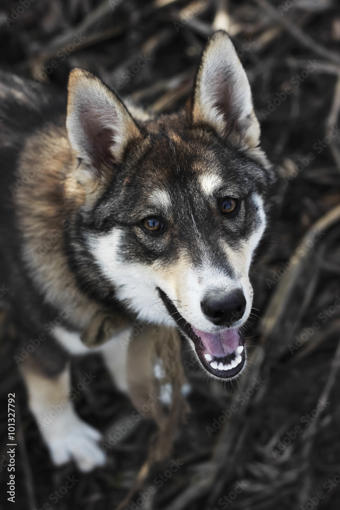 Fototapeta premium The Portrait of cute happy siberian laika