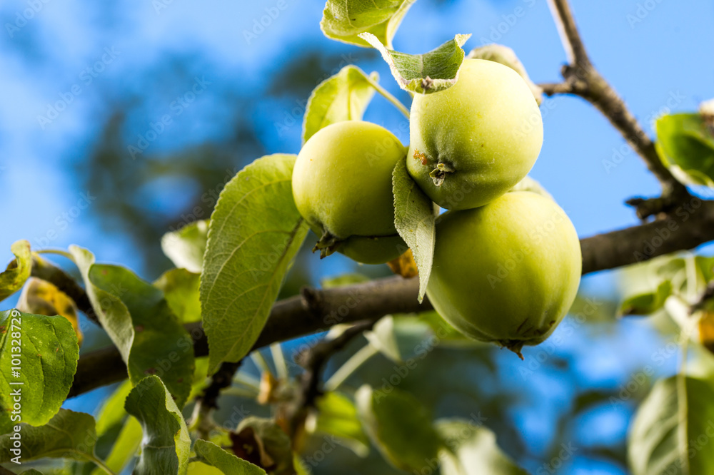 Fototapeta premium ripe apples on a tree