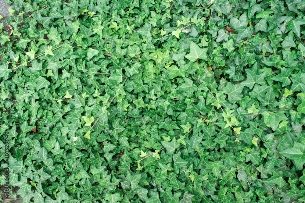 green wall of ivy live green wall of ivy live
