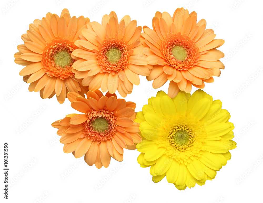 Naklejka premium ガーベラ