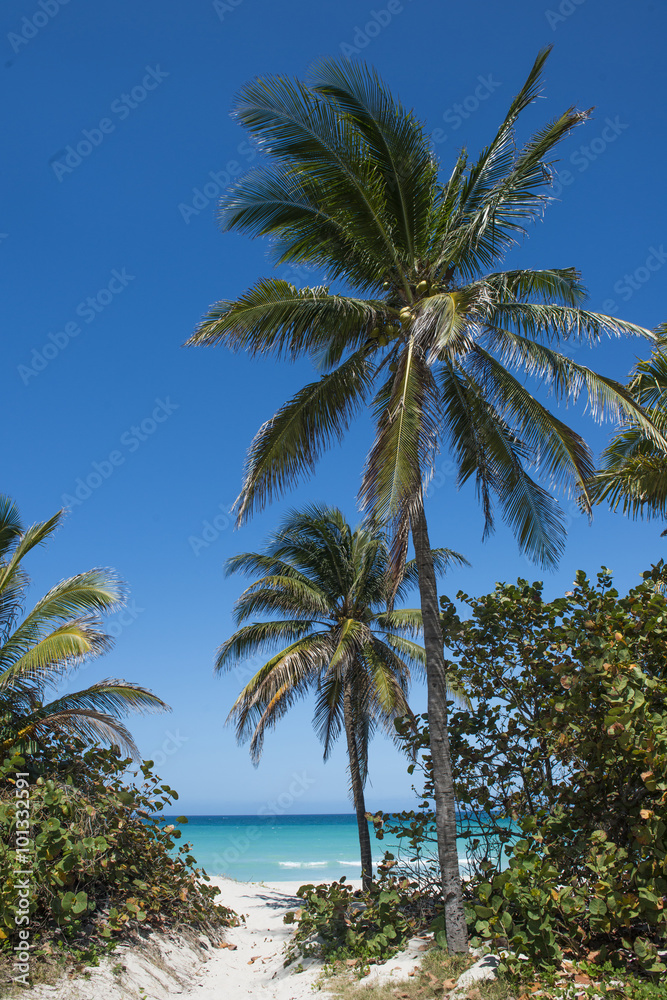 Palm trees on the sunny beach