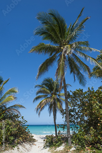 Palm trees on the sunny beach